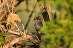 great reed warbler