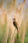 Great Reed Warbler sits in the reeds