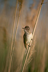 Great Reed Warbler sits in the reeds