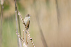 Great Reed Warbler sits in the reeds