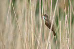 Great Reed Warbler sits in the reeds