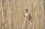 Great Reed Warbler sits in the reeds