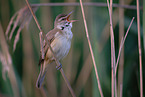 great reed warbler