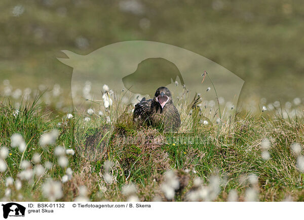 Groe Raubmwe / great Skua / BSK-01132