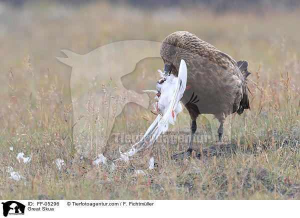 Groe Raubmwe / Great Skua / FF-05296