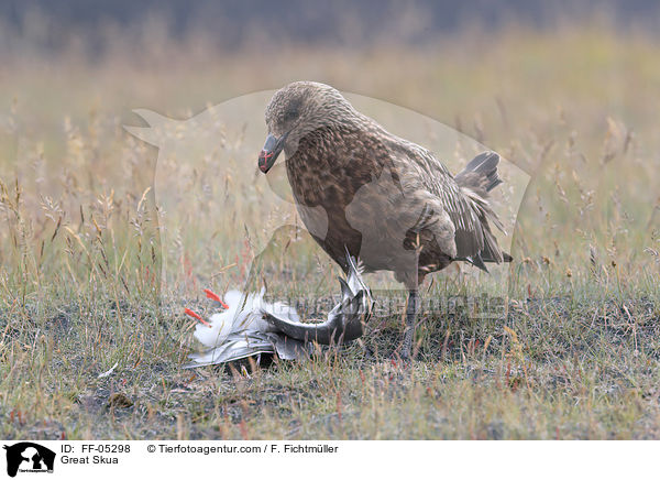 Groe Raubmwe / Great Skua / FF-05298