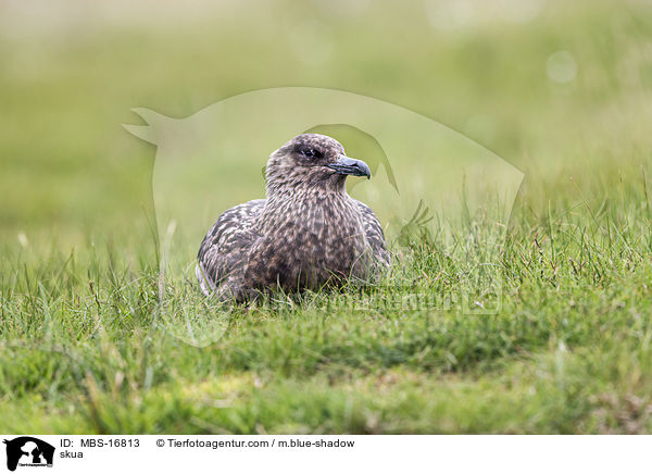 Groe Raubmwe / skua / MBS-16813