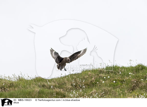 Groe Raubmwe / skua / MBS-16823