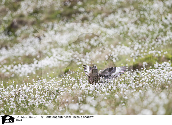 Groe Raubmwe / skua / MBS-16827