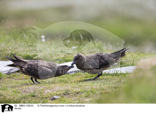 Groe Raubmwen / skuas / MBS-16833