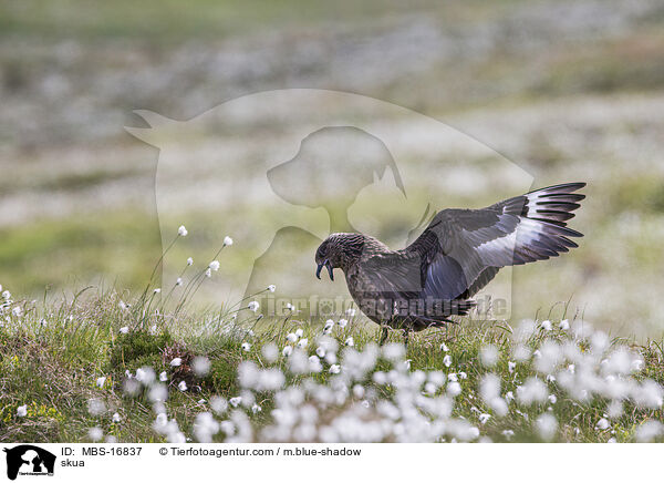 Groe Raubmwe / skua / MBS-16837