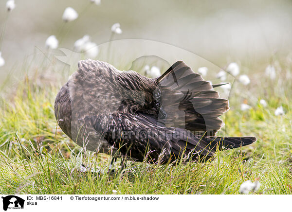 Groe Raubmwe / skua / MBS-16841