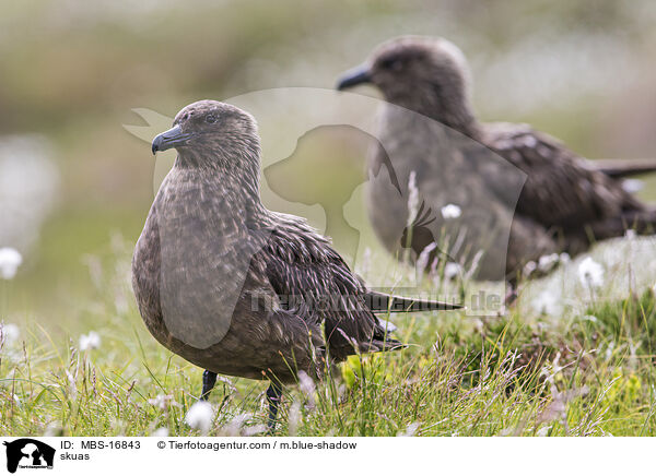 Groe Raubmwen / skuas / MBS-16843