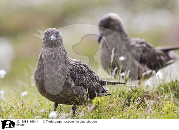 Groe Raubmwen / skuas / MBS-16844