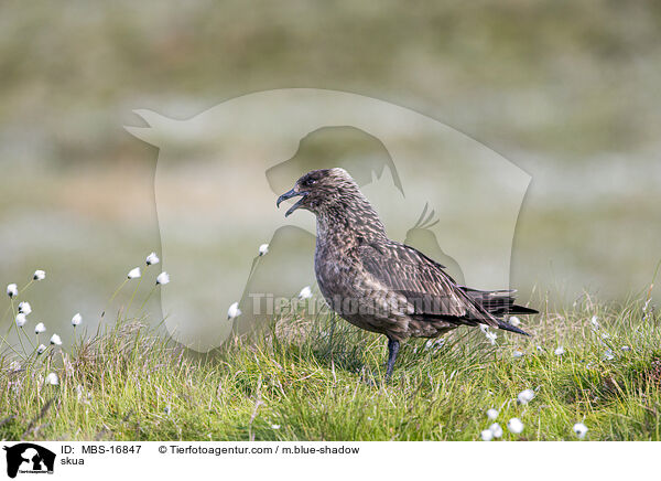 Groe Raubmwe / skua / MBS-16847