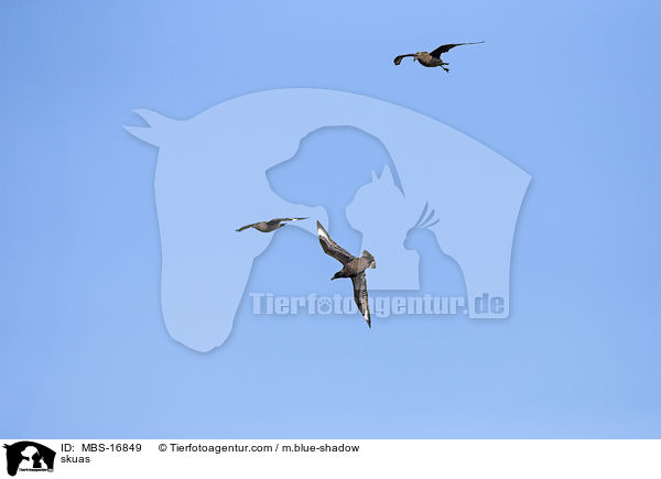 Groe Raubmwen / skuas / MBS-16849
