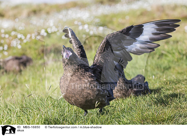 Groe Raubmwe / skua / MBS-16850