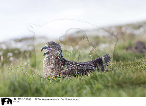 Groe Raubmwe / skua / MBS-16854