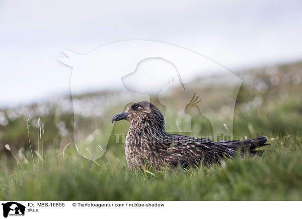 Groe Raubmwe / skua / MBS-16855