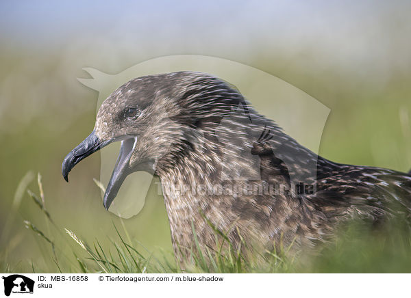 Groe Raubmwe / skua / MBS-16858