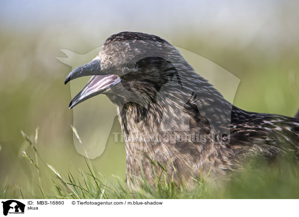 Groe Raubmwe / skua / MBS-16860