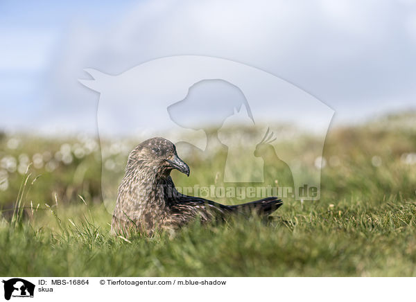 Groe Raubmwe / skua / MBS-16864