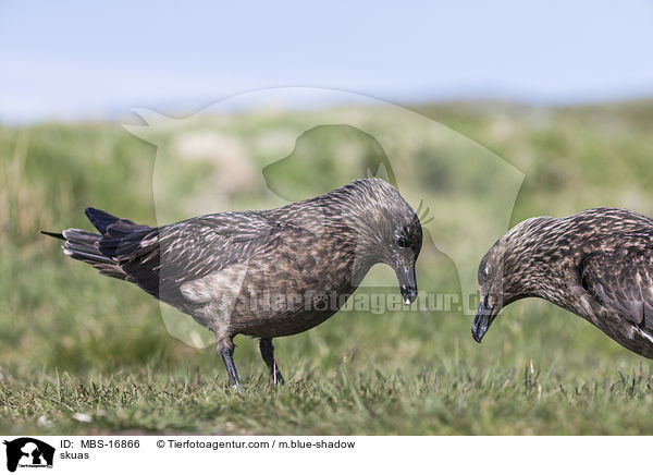 Groe Raubmwen / skuas / MBS-16866