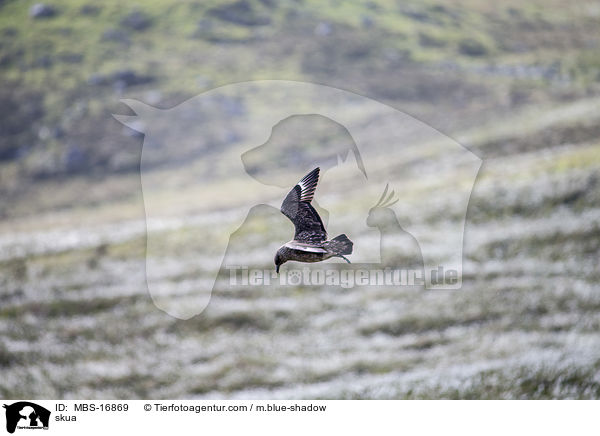 Groe Raubmwe / skua / MBS-16869