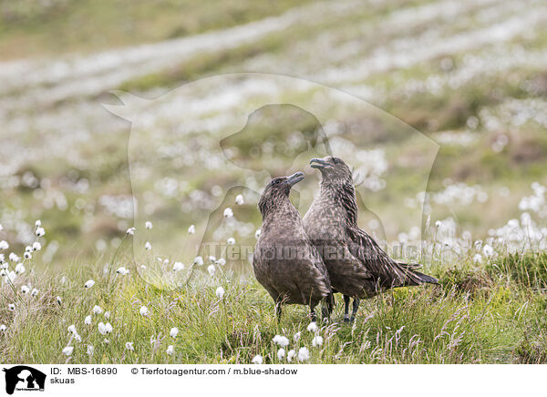 skuas / MBS-16890