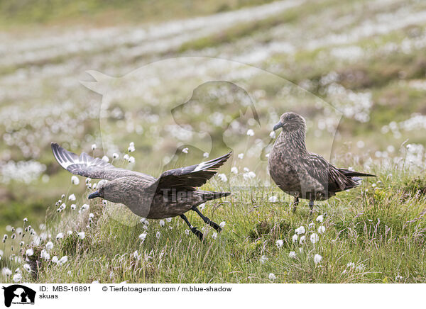 Groe Raubmwen / skuas / MBS-16891