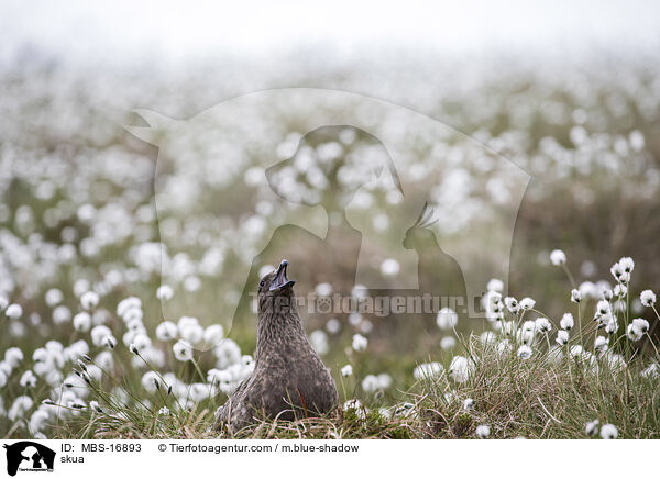 Groe Raubmwe / skua / MBS-16893