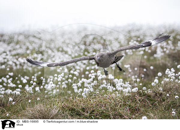 Groe Raubmwe / skua / MBS-16895