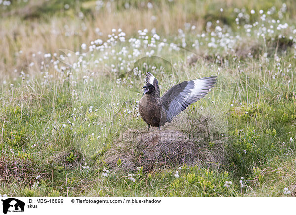 skua / MBS-16899