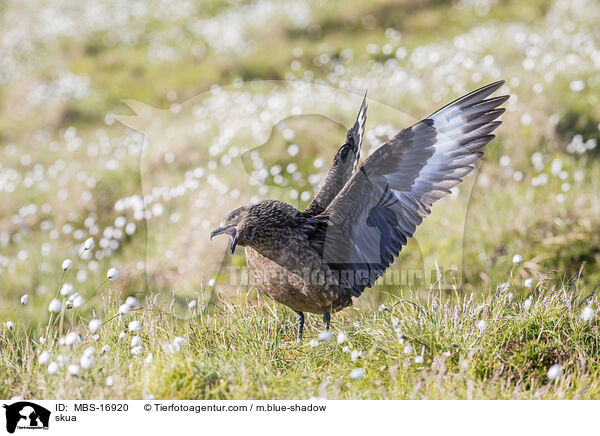 Groe Raubmwe / skua / MBS-16920