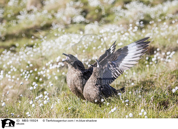 Groe Raubmwen / skuas / MBS-16924