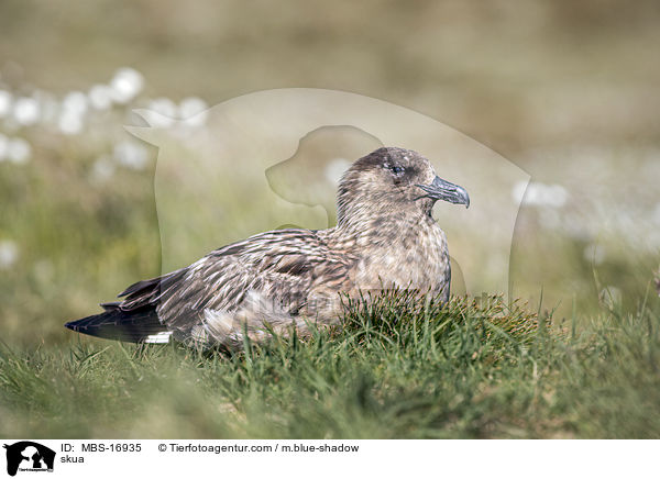 skua / MBS-16935