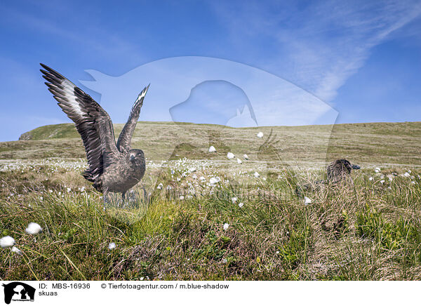 Groe Raubmwen / skuas / MBS-16936