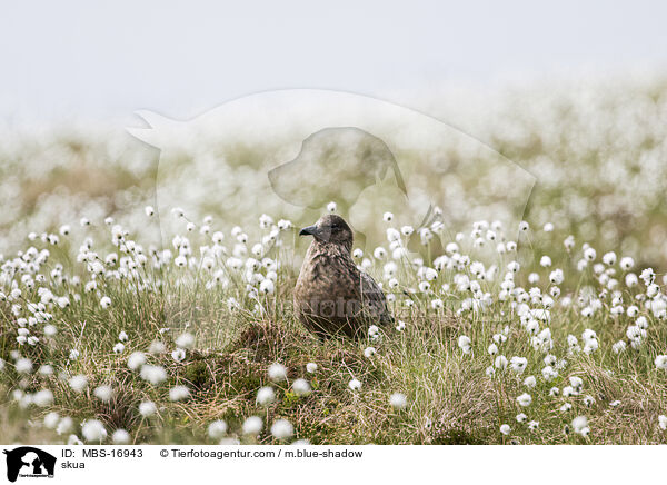 Groe Raubmwe / skua / MBS-16943