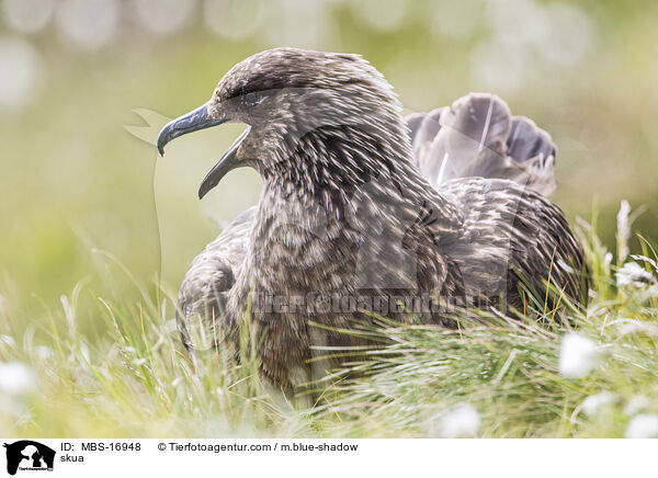Groe Raubmwe / skua / MBS-16948