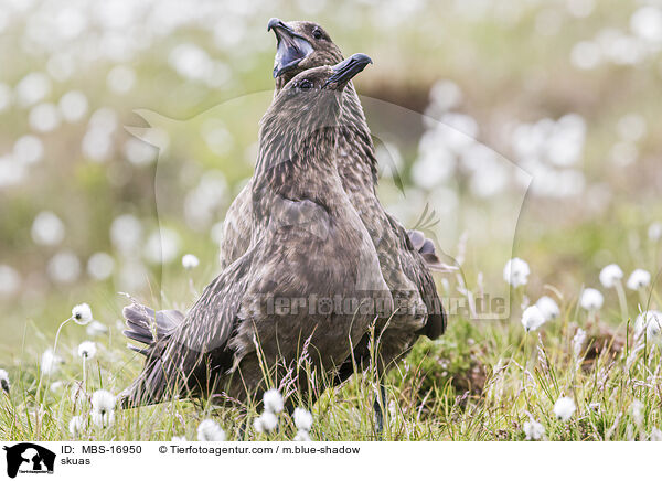 Groe Raubmwen / skuas / MBS-16950