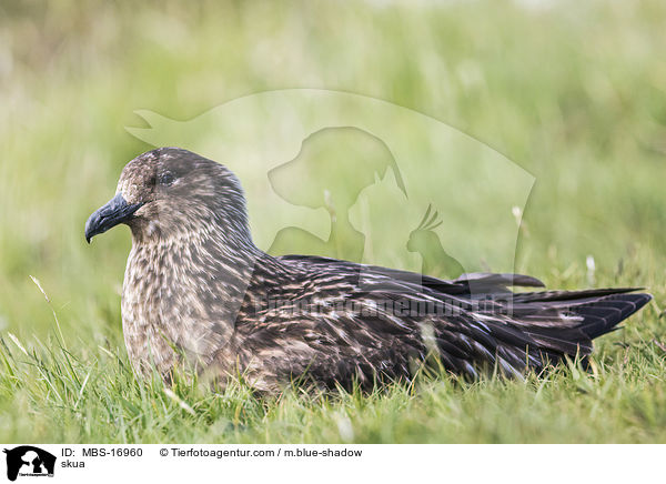 Groe Raubmwe / skua / MBS-16960