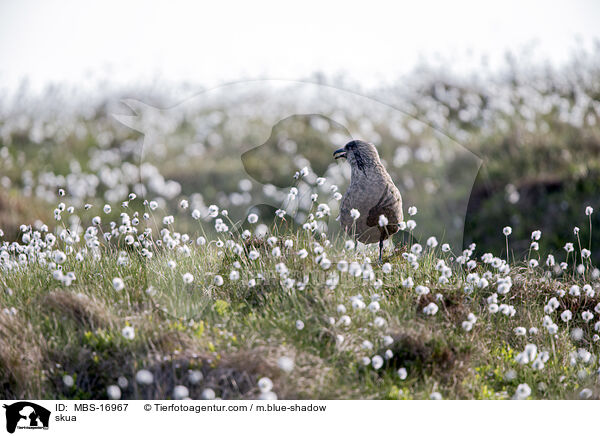 Groe Raubmwe / skua / MBS-16967