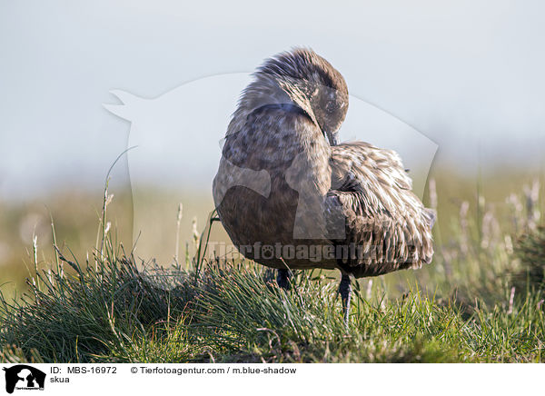 Groe Raubmwe / skua / MBS-16972