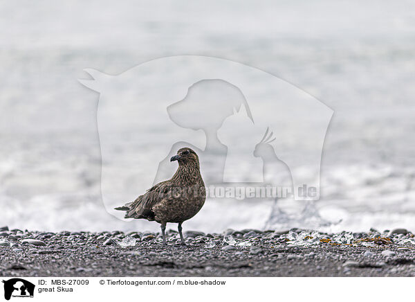 Groe Raubmwe / great Skua / MBS-27009