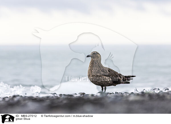 great Skua / MBS-27012