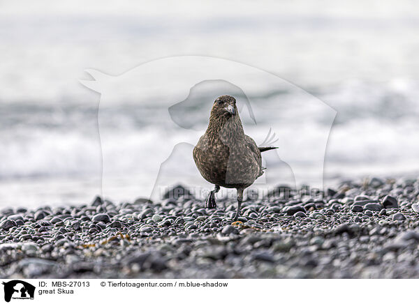 Groe Raubmwe / great Skua / MBS-27013