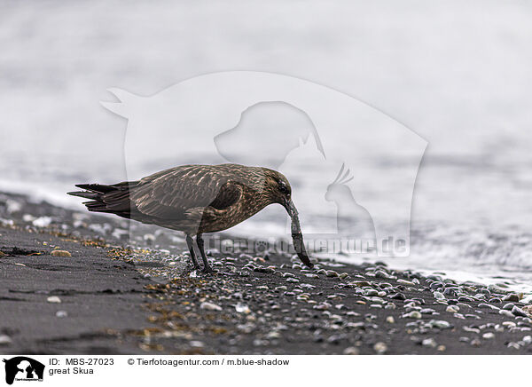 Groe Raubmwe / great Skua / MBS-27023