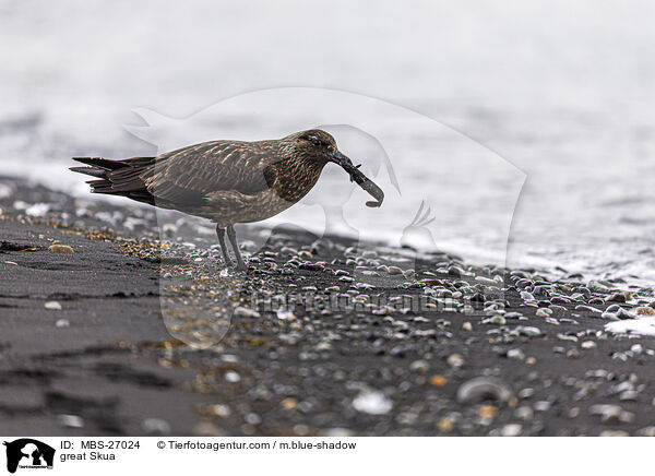 Groe Raubmwe / great Skua / MBS-27024