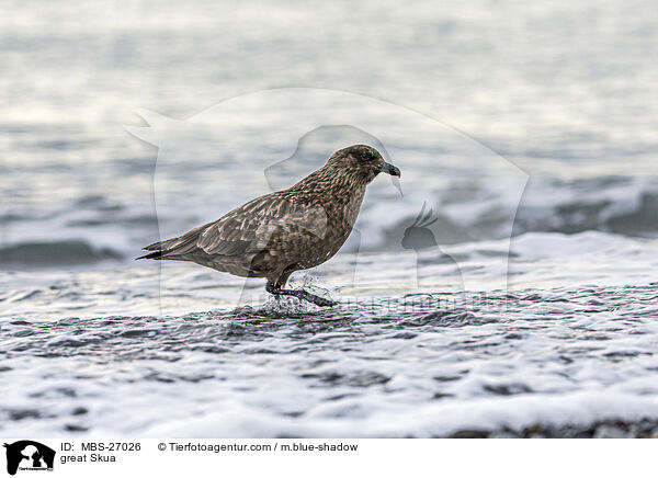 Groe Raubmwe / great Skua / MBS-27026