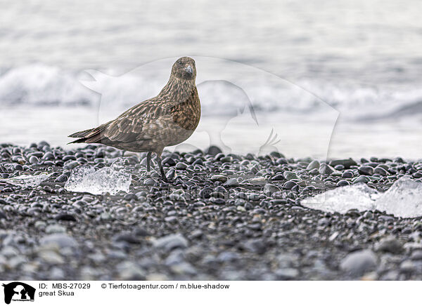 Groe Raubmwe / great Skua / MBS-27029